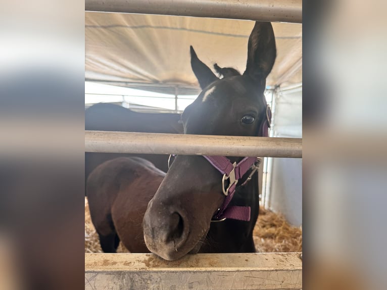 Österreichisches Warmblut Stute 1 Jahr 170 cm Rappe in Perchtoldsdorf