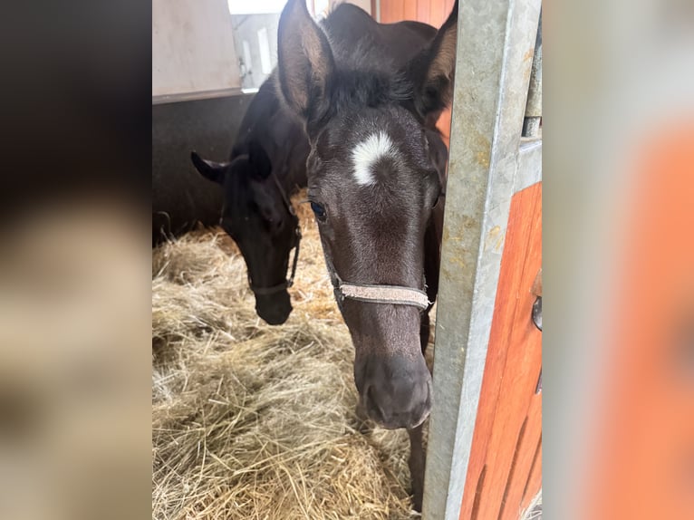 Österreichisches Warmblut Stute 1 Jahr 170 cm Rappe in Perchtoldsdorf