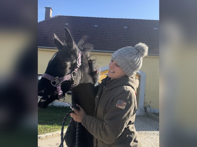 Österreichisches Warmblut Stute 1 Jahr 170 cm Rappe in Perchtoldsdorf