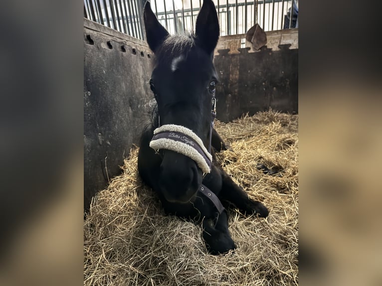 Österreichisches Warmblut Stute 1 Jahr 170 cm Rappe in Perchtoldsdorf