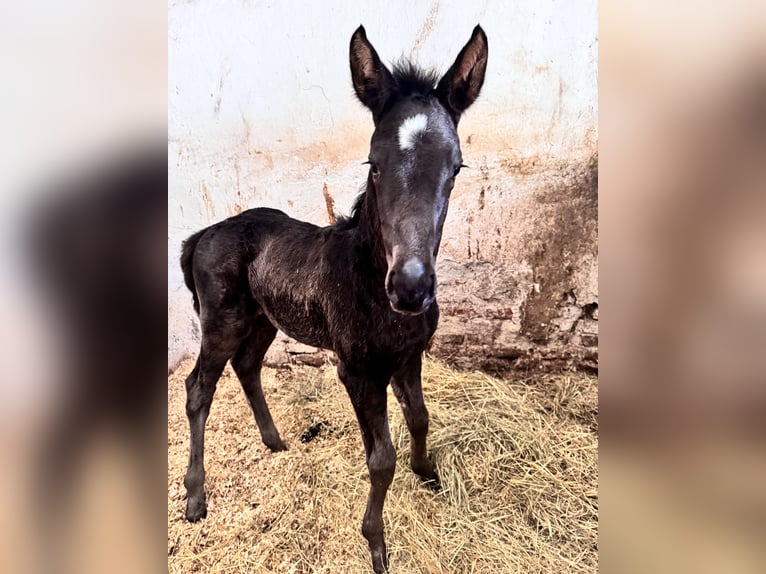 Österreichisches Warmblut Stute 1 Jahr 170 cm Rappe in Perchtoldsdorf