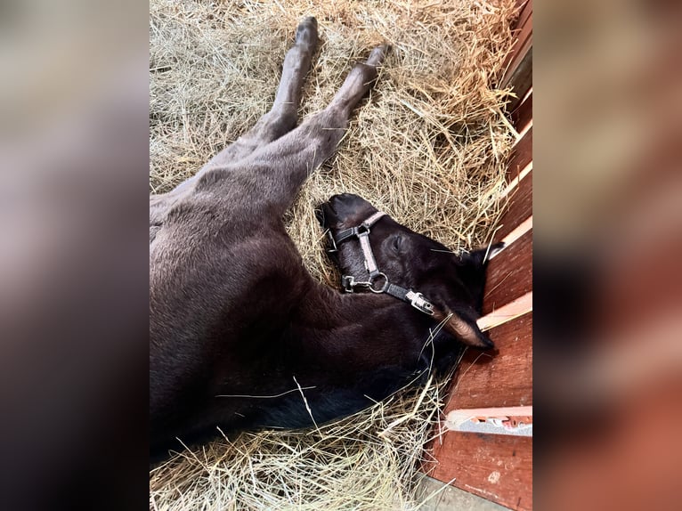 Österreichisches Warmblut Stute 1 Jahr 170 cm Rappe in Perchtoldsdorf