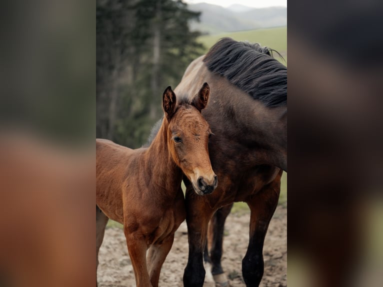 Österreichisches Warmblut Stute 1 Jahr 172 cm Brauner in Garsten