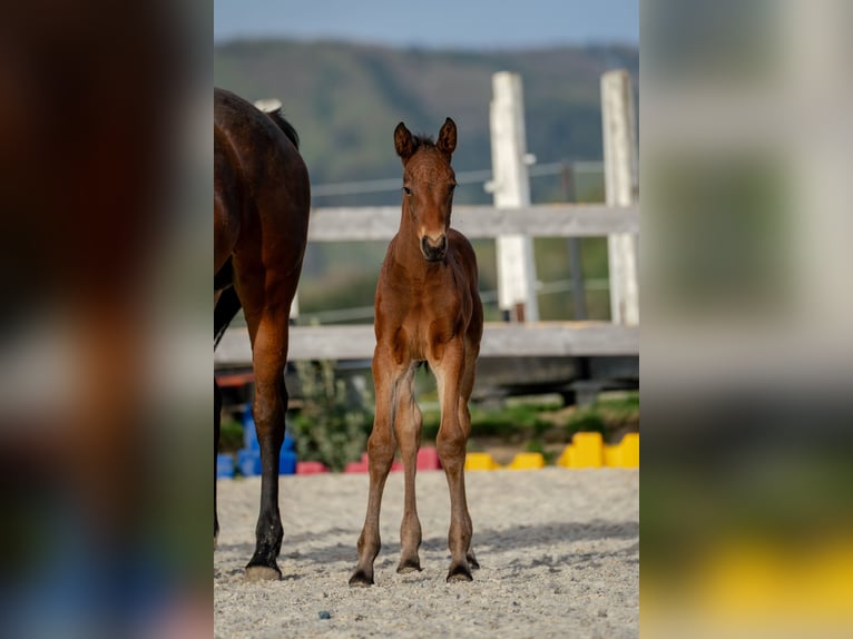 Österreichisches Warmblut Stute 1 Jahr 172 cm Brauner in Garsten