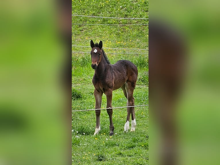 Österreichisches Warmblut Stute 1 Jahr 180 cm Schwarzbrauner in Minihof-Liebau