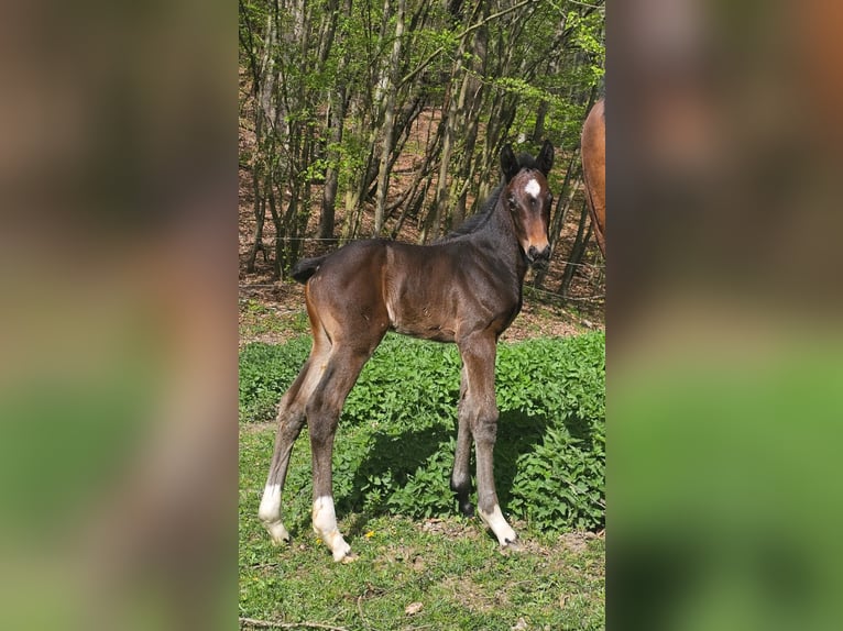 Österreichisches Warmblut Stute 1 Jahr 180 cm Schwarzbrauner in Minihof-Liebau