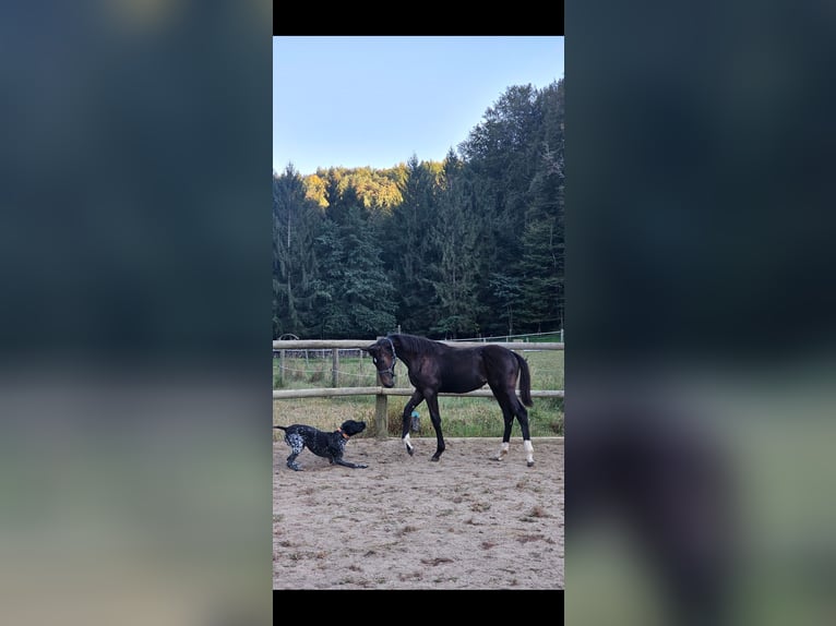 Österreichisches Warmblut Stute 1 Jahr 180 cm Schwarzbrauner in Minihof-Liebau