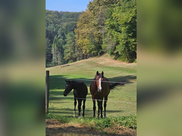 Österreichisches Warmblut Stute 1 Jahr 180 cm Schwarzbrauner in Minihof-Liebau