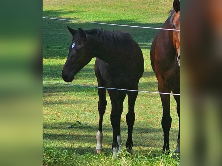 Österreichisches Warmblut Stute 1 Jahr 180 cm Schwarzbrauner in Minihof-Liebau