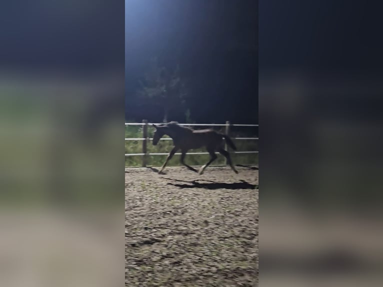 Österreichisches Warmblut Stute 1 Jahr 180 cm Schwarzbrauner in Minihof-Liebau