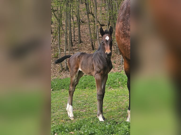 Österreichisches Warmblut Stute 1 Jahr 180 cm Schwarzbrauner in Minihof-Liebau