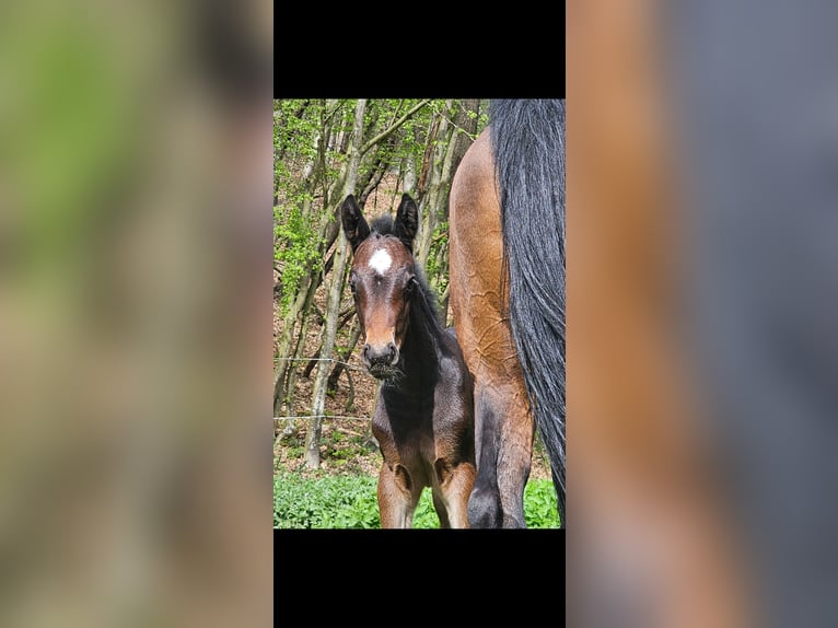 Österreichisches Warmblut Stute 1 Jahr 180 cm Schwarzbrauner in Minihof-Liebau