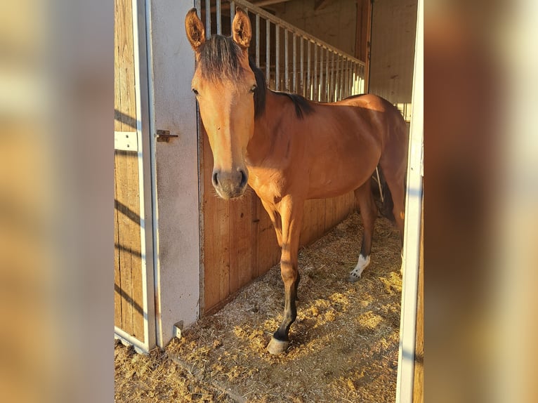 Österreichisches Warmblut Stute 1 Jahr Brauner in Waldhausen im Strudengau