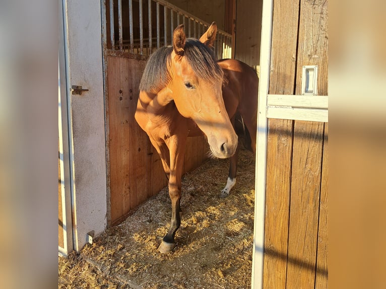 Österreichisches Warmblut Stute 1 Jahr Brauner in Waldhausen im Strudengau