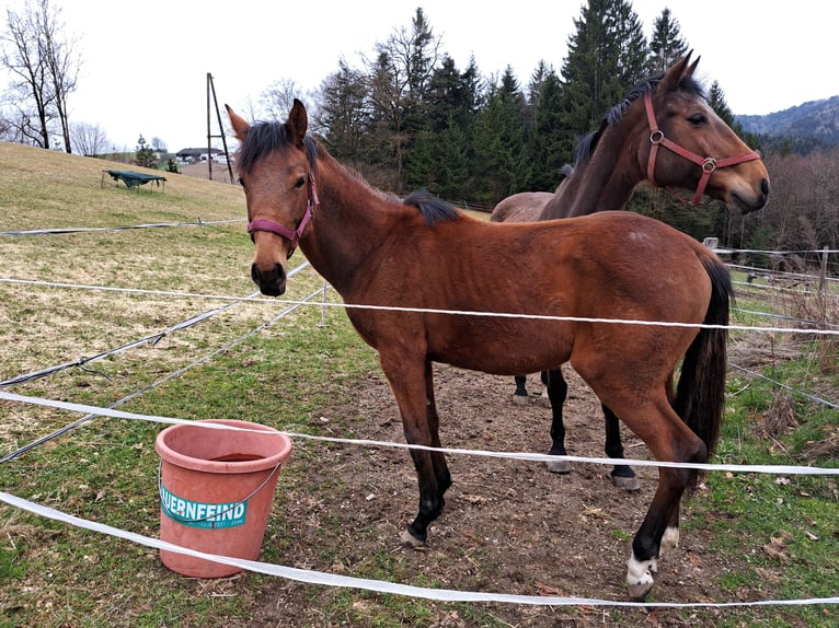 Österreichisches Warmblut Stute 1 Jahr Brauner in Waldhausen im Strudengau