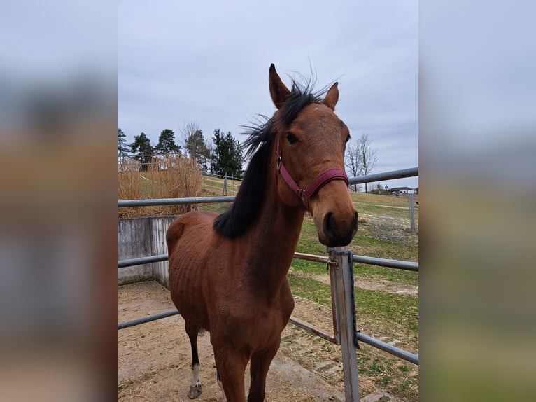 Österreichisches Warmblut Stute 1 Jahr Brauner in Waldhausen im Strudengau