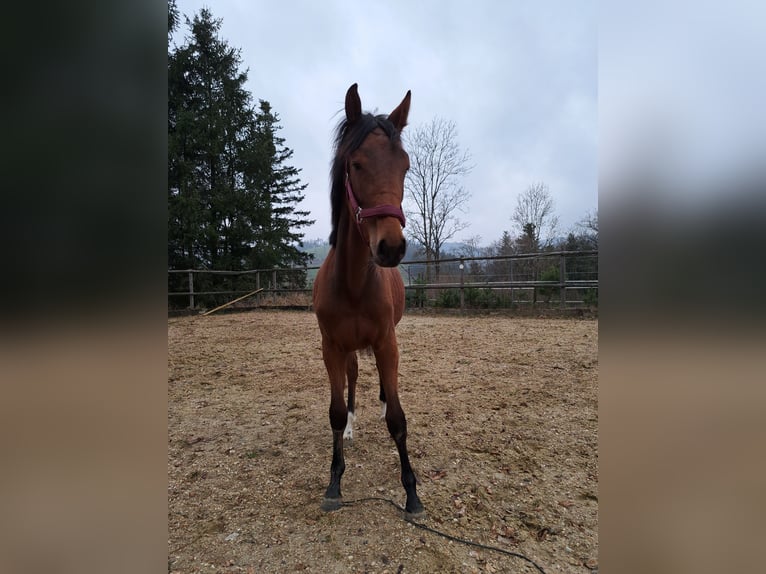 Österreichisches Warmblut Stute 1 Jahr Brauner in Waldhausen im Strudengau