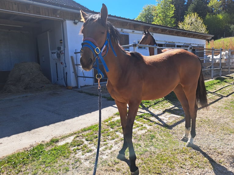 Österreichisches Warmblut Stute 1 Jahr Brauner in Waldhausen im Strudengau