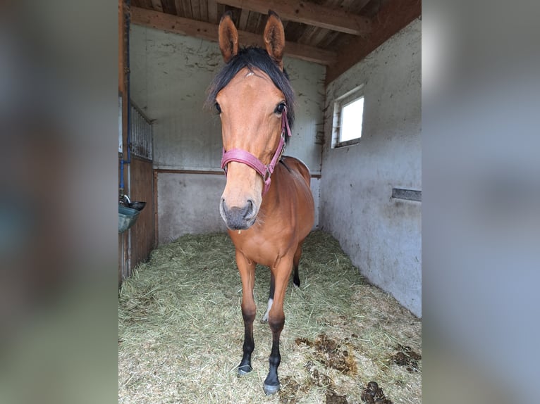 Österreichisches Warmblut Stute 1 Jahr Brauner in Waldhausen im Strudengau