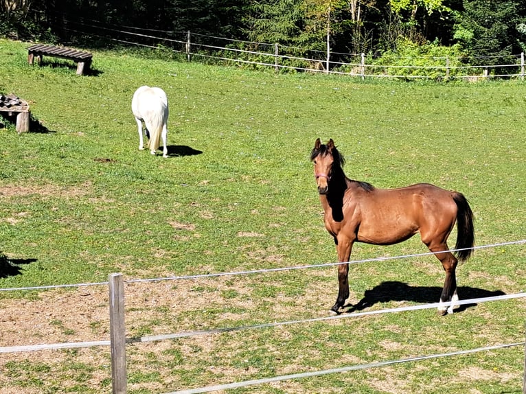 Österreichisches Warmblut Stute 1 Jahr Brauner in Waldhausen im Strudengau