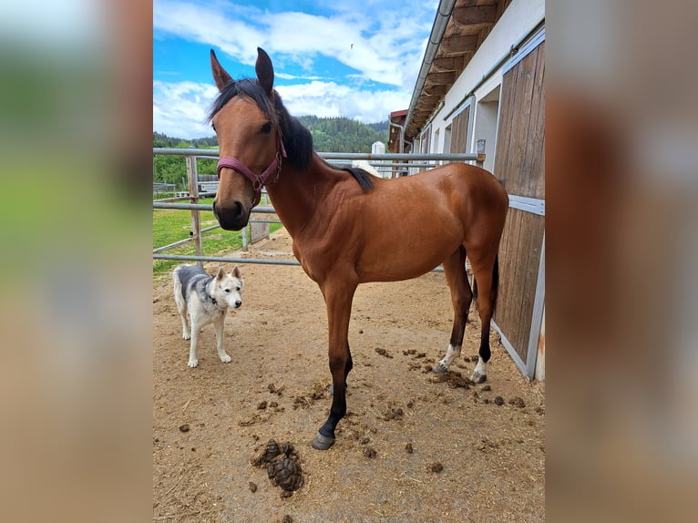 Österreichisches Warmblut Stute 1 Jahr Brauner in Waldhausen im Strudengau