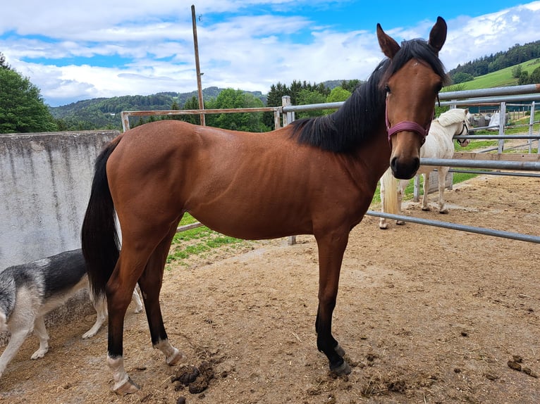 Österreichisches Warmblut Stute 1 Jahr Brauner in Waldhausen im Strudengau