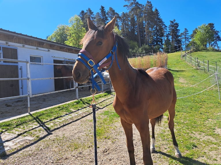 Österreichisches Warmblut Stute 1 Jahr Brauner in Waldhausen im Strudengau