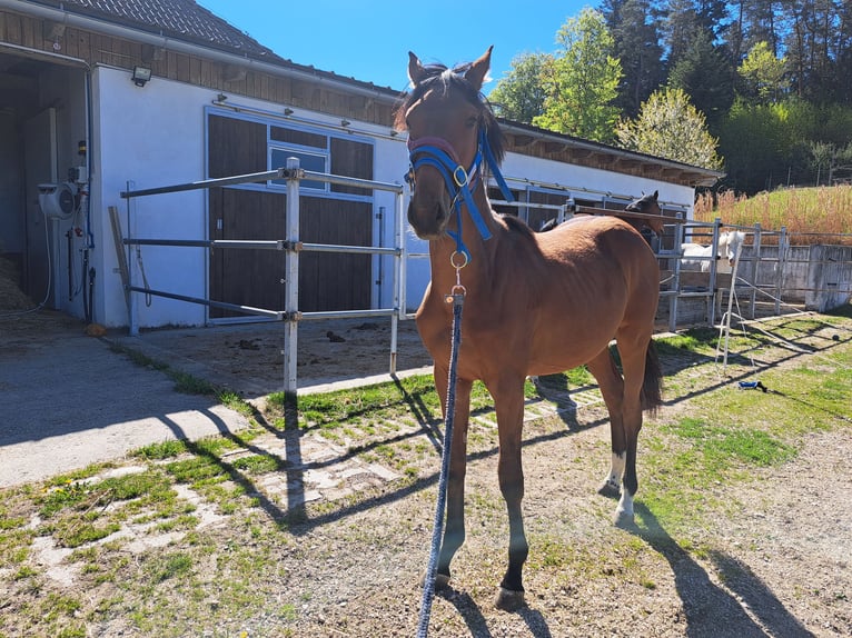 Österreichisches Warmblut Stute 1 Jahr Brauner in Waldhausen im Strudengau