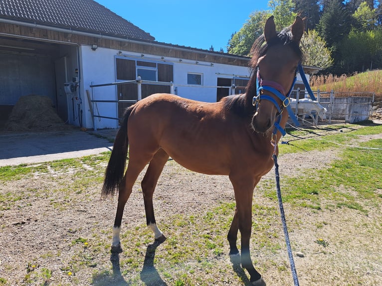 Österreichisches Warmblut Stute 1 Jahr Brauner in Waldhausen im Strudengau