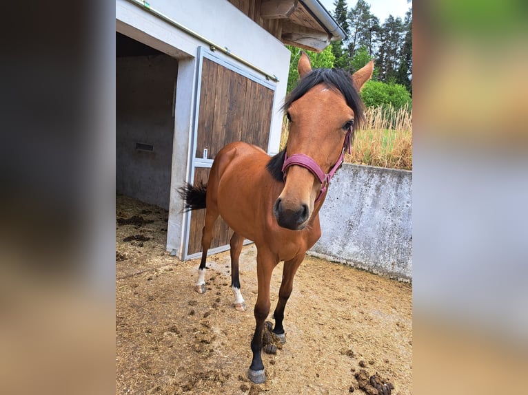 Österreichisches Warmblut Stute 1 Jahr Brauner in Waldhausen im Strudengau