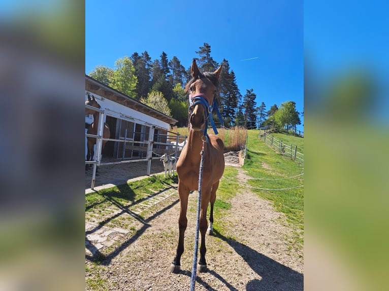 Österreichisches Warmblut Stute 1 Jahr Brauner in Waldhausen im Strudengau