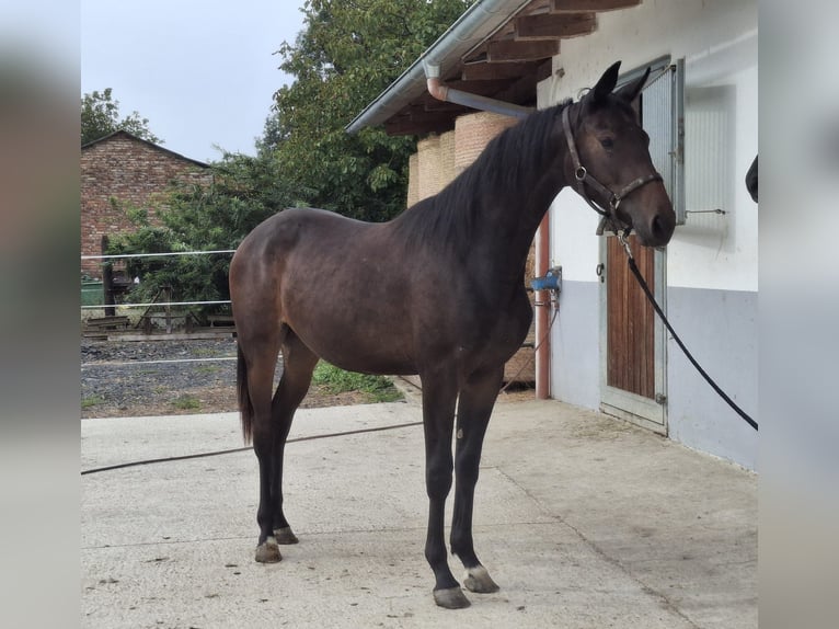 Österreichisches Warmblut Stute 1 Jahr in Bad Radkersburg