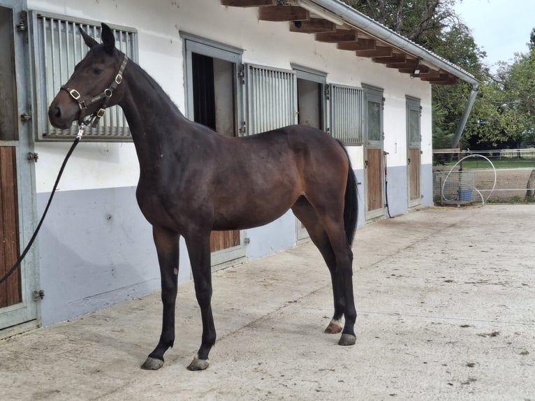 Österreichisches Warmblut Stute 1 Jahr in Bad Radkersburg