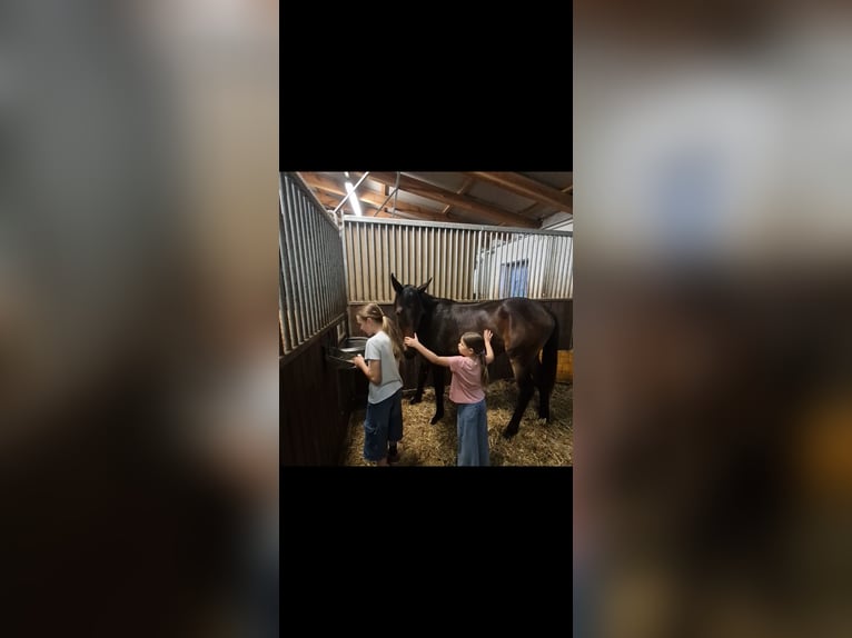 Österreichisches Warmblut Stute 1 Jahr in Bad Radkersburg