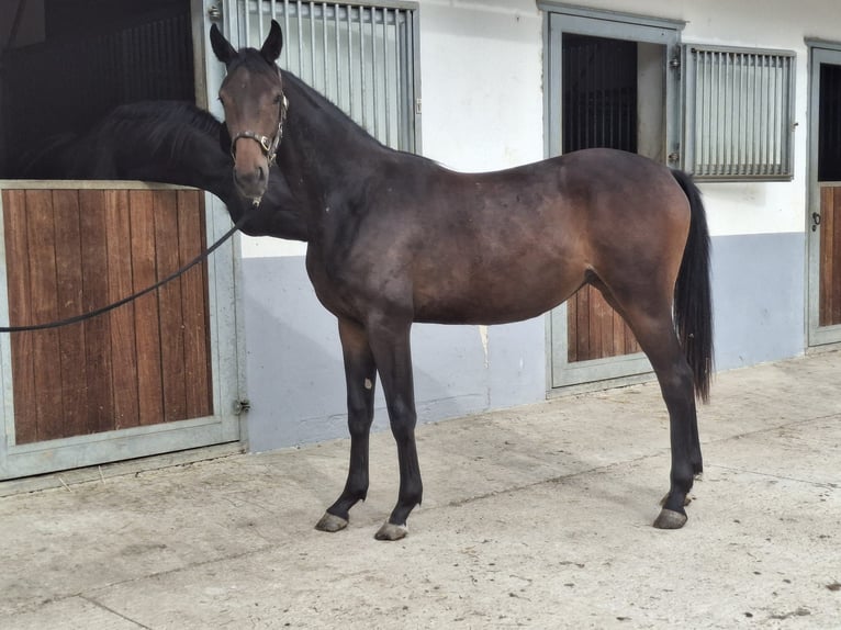 Österreichisches Warmblut Stute 1 Jahr in Bad Radkersburg