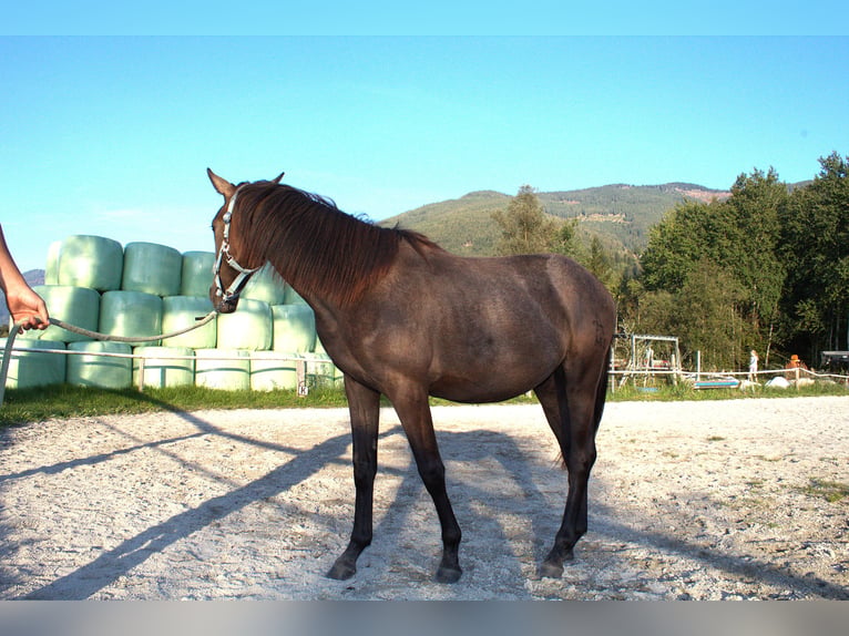Österreichisches Warmblut Stute 1 Jahr Kann Schimmel werden in Selzthal