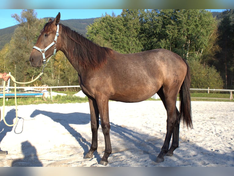 Österreichisches Warmblut Stute 1 Jahr Kann Schimmel werden in Selzthal