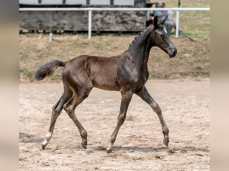 Österreichisches Warmblut Stute 1 Jahr Rappe in Stadtschlaining