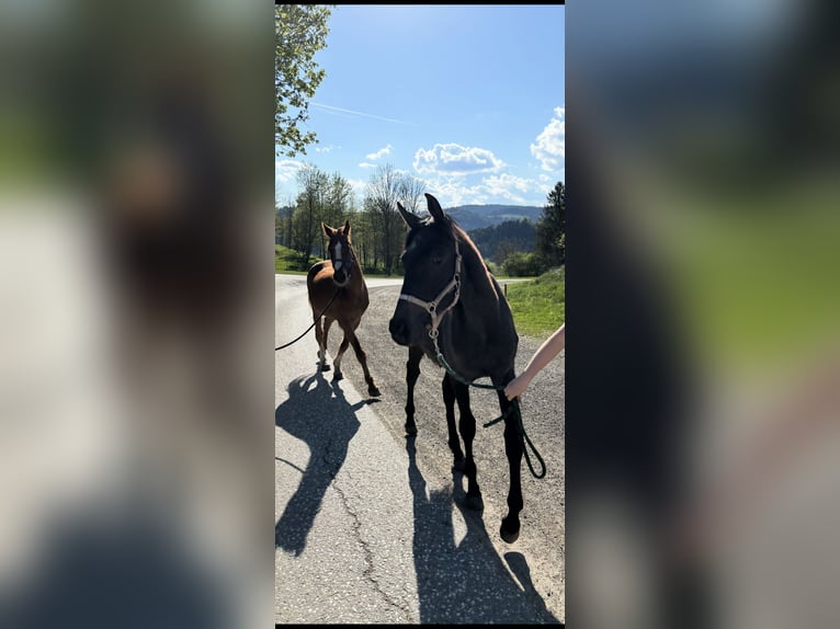 Österreichisches Warmblut Stute 1 Jahr Schimmel in Stra&#xDF;burg