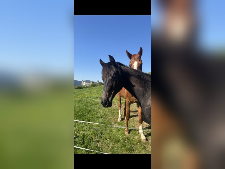 Österreichisches Warmblut Stute 1 Jahr Schimmel in Stra&#xDF;burg