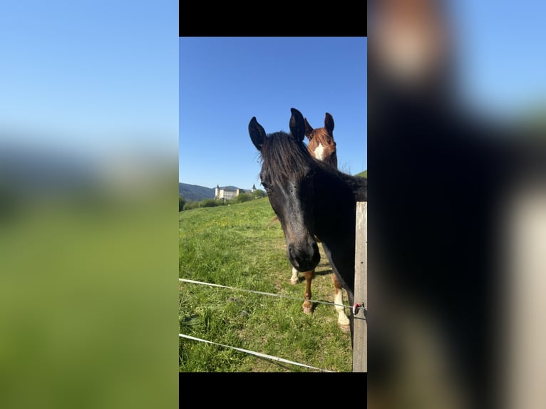 Österreichisches Warmblut Stute 1 Jahr Schimmel in Stra&#xDF;burg