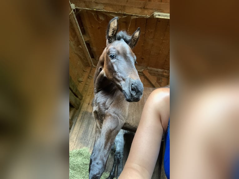 Österreichisches Warmblut Stute 1 Jahr Schimmel in Stra&#xDF;burg