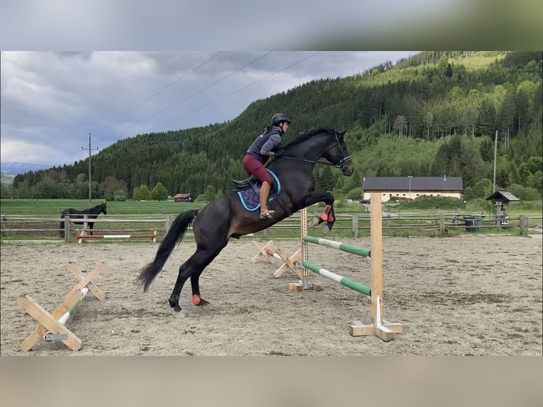 Österreichisches Warmblut Stute 1 Jahr Schimmel in Stra&#xDF;burg