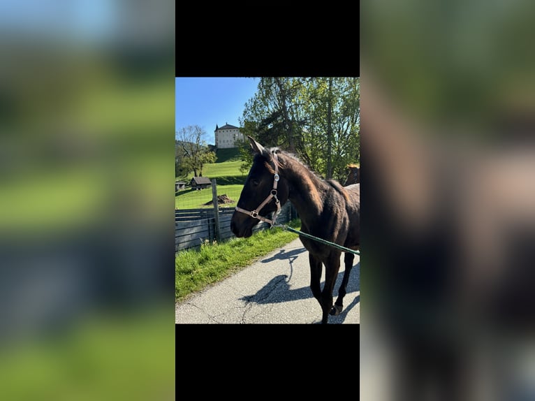 Österreichisches Warmblut Stute 1 Jahr Schimmel in Stra&#xDF;burg