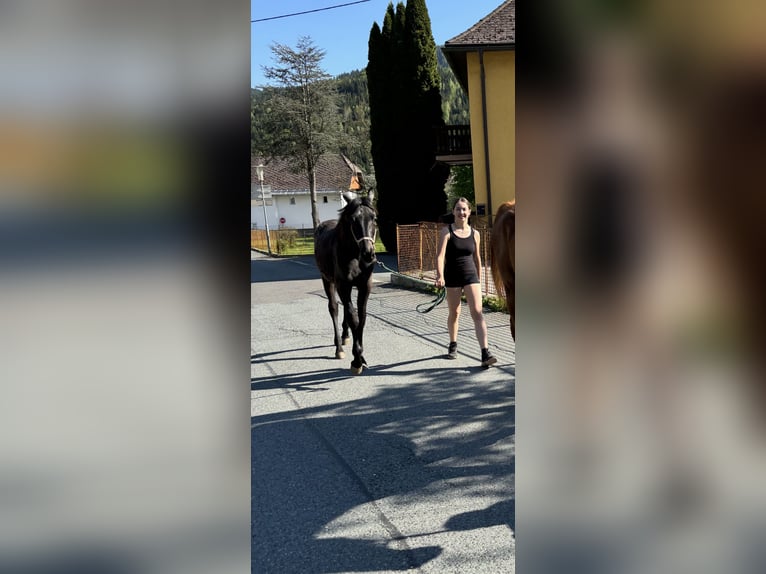 Österreichisches Warmblut Stute 1 Jahr Schimmel in Stra&#xDF;burg