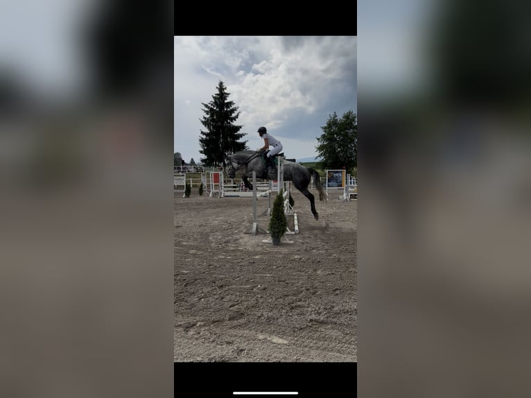 Österreichisches Warmblut Stute 1 Jahr Schimmel in Stra&#xDF;burg