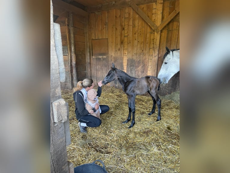 Österreichisches Warmblut Stute 1 Jahr Schimmel in Stra&#xDF;burg