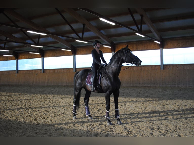 Österreichisches Warmblut Stute 1 Jahr Schimmel in Stra&#xDF;burg