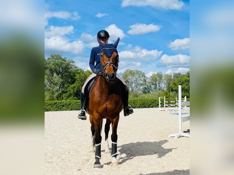 Österreichisches Warmblut Stute 21 Jahre 162 cm Brauner in Türkenfeld Österreichisches Warmblut Stute 21 Jahre 162 cm Brauner in Türkenfeld