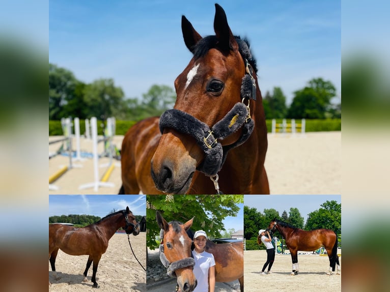 Österreichisches Warmblut Stute 21 Jahre 162 cm Brauner in Türkenfeld Österreichisches Warmblut Stute 21 Jahre 162 cm Brauner in Türkenfeld